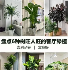 How to Scientifically Care for Green Treasure (Green Treasure Care Tips Sharing, Easily Grow Tall and Tall)