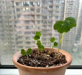 How to Repot Pansies (Simple and Practical Pansy Repotting Methods)