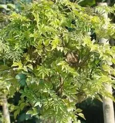 How to Scientifically Care for Green Treasure (Green Treasure Care Tips Sharing, Easily Grow Tall and Tall)1