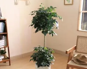 How to Scientifically Care for Green Treasure (Green Treasure Care Tips Sharing, Easily Grow Tall and Tall)2