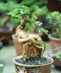 The Ultimate Guide to Pruning Wisteria Bonsai (When is the Best Time to Prune?)