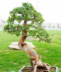 Potted Peach Pruning Guide (Detailed Explanation of Pruning Techniques to Create Bonsai Beauty)