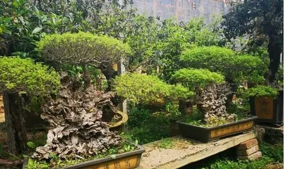 The Ultimate Guide to Pruning Wisteria Bonsai (When is the Best Time to Prune?)1