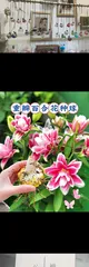 Lily Center Planting Guide (From Seed Selection to Flowering, Master the Key Aspects of Lily Center Planting)