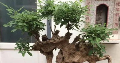 The Ultimate Guide to Pruning Wisteria Bonsai (When is the Best Time to Prune?)2