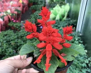 Potted Peach Pruning Guide (Detailed Explanation of Pruning Techniques to Create Bonsai Beauty)1