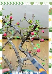 Potted Peach Pruning Guide (Detailed Explanation of Pruning Techniques to Create Bonsai Beauty)2