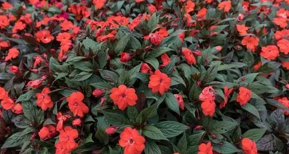 Green flowering plants (Exploring the varieties and care techniques of green flowering plants)