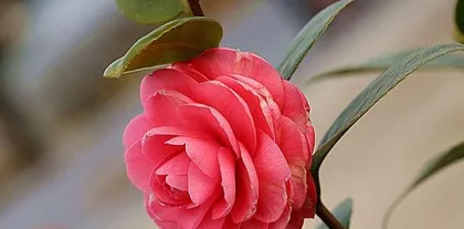 Green flowering plants (Exploring the varieties and care techniques of green flowering plants)1