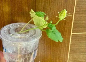 How to Save Seeds from Baby Squash (Simple and Easy Seed Saving Techniques)