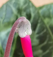 Green flowering plants (Exploring the varieties and care techniques of green flowering plants)2