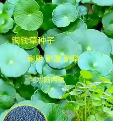 Care Guide for Copper Coin Grass Seeds Grown in Water (Propagation in Water, Details are Key, Let's Learn How to Care for Copper Coin Grass Seeds Grown in Water)