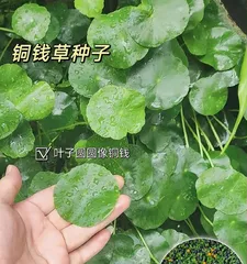 Care Guide for Copper Coin Grass Seeds Grown in Water (Propagation in Water, Details are Key, Let