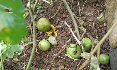 What to do if papaya fruits fall off? (Effective methods to solve papaya fruit drop problems)