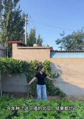 Selection of Planting Months for Pumpkin (Rationally Choosing Planting Time to Increase Pumpkin Yield)