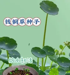 Care Guide for Copper Coin Grass Seeds Grown in Water (Propagation in Water, Details are Key, Let