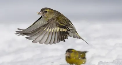 Is the Chinese apricot a gymnosperm? - Botanical Encyclopedia (Classification characteristics and growth habits of the Chinese apricot)