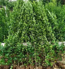 Can Buxus be grown in the courtyard? (Characteristics and cultivation techniques of Buxus)