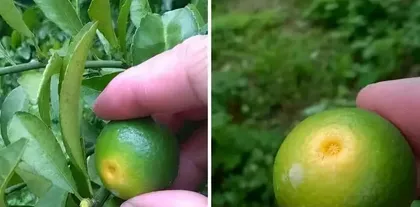 Analysis of Walnut Fruit Drop (Exploring the Root Causes of Walnut Fruit Falling)