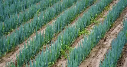 How to water scientifically? How often to water scallions? (Time, frequency, and methods of watering scallions)