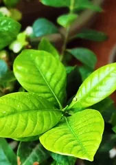 Complete Guide to Caring for Young Gardenias (Cultivating Beautiful Gardenias Through Gentle Care of Seedlings)