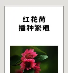 Seed Sowing Methods and Techniques on the Theme of Flowers (A Complete Flower Seed Sowing Guide from Seed Selection to Fertilization)