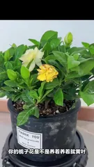 Complete Guide to Caring for Young Gardenias (Cultivating Beautiful Gardenias Through Gentle Care of Seedlings)1