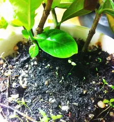 Complete Guide to Caring for Young Gardenias (Cultivating Beautiful Gardenias Through Gentle Care of Seedlings)2