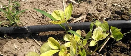 Causes and Solutions for Strawberries Not Blooming (Detailed Explanation of Key Points: Strawberry Flowering Season, Environmental Factors, Fertilization Techniques, Pest and Disease Control, etc.)