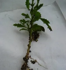 How to Propagate Hibiscus to Revive (Simple Steps to Bring Hibiscus Back to Life)