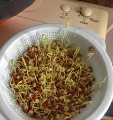How to Quickly Germinate Red Bean Seeds? (Planting Tips and Precautions)