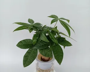 Wealth Tree – The Source of Wealth and Prosperity (Plant a wealth tree, open the door to wealth)