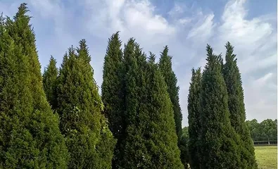 The Feng Shui and taboos of cypress trees (Discussing suitable planting locations for cypress trees and precautions to be noted)