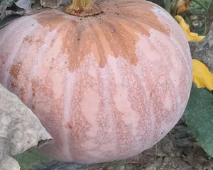 The Choice of Planting Time for Winter Melon (Winter Melon's Growth Cycle and Influencing Factors)