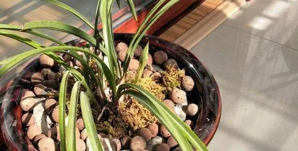 The tips of orchid leaves are drying out, how to save them? (Orchid care tips, how to effectively deal with the problem of drying leaf tips?)1