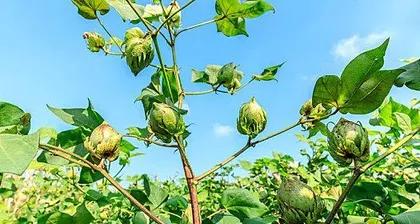 Is cotton a woody plant?