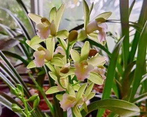 The tips of orchid leaves are drying out, how to save them? (Orchid care tips, how to effectively deal with the problem of drying leaf tips?)2