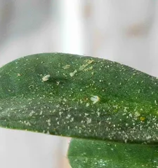 Pests on the Milán (Solving the pest problem on Milán to ensure residents' quality of life and the city's image)