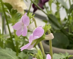 Is the pansy an annual or a perennial? Unveiling the mystery of the pansy's growth cycle (exploring the growth patterns of pansy plants, understanding suitable cultivation methods for pansies)