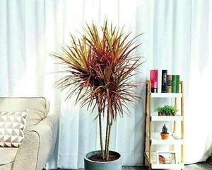 Transplanting Techniques and Precautions for Tricolor cordyline (A Detailed Guide on How to Transplant Tricolor cordyline)