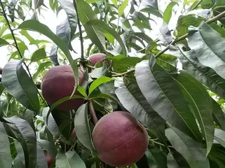 Planting and Fruiting Time of Black Walnut Trees (How many years does it take for black walnut trees to bear fruit? Exploring the fruiting time of black walnut trees)