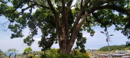 The Feng Shui of Growing Camphor Trees at Home (How to Use Camphor Trees to Improve Home Feng Shui?)