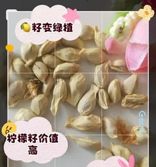 Lemon Seed Planting Techniques (From Lemon Seeds to a Thriving Lemon Tree, Quickly Master the Basics)