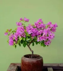 Care techniques for purple night-blooming cress cuttings (Learn the correct care for purple night-blooming cress cuttings to keep the plant healthier)