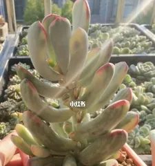 What to do if Fu Nian loses leaves? Teach you how to deal with it easily! (Tips and precautions for saving Fu Nian)