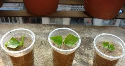 Care techniques for purple night-blooming cress cuttings (Learn the correct care for purple night-blooming cress cuttings to keep the plant healthier)1