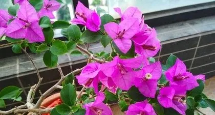 How to repot bougainvillea, care secrets for bougainvillea to renew its life