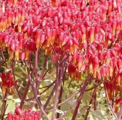 How to prune Monstera deliciosa, "Pruning Techniques and Care Guide for Monstera deliciosa"