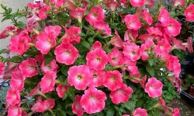 Blooming throughout the four seasons, with a dazzling array of fragrant flowers (introduction to flower varieties and care tips)