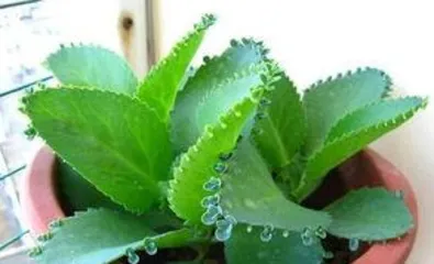 How to prune broadleaf kalanchoe, "Broadleaf Kalanchoe pruning techniques and care guide"2